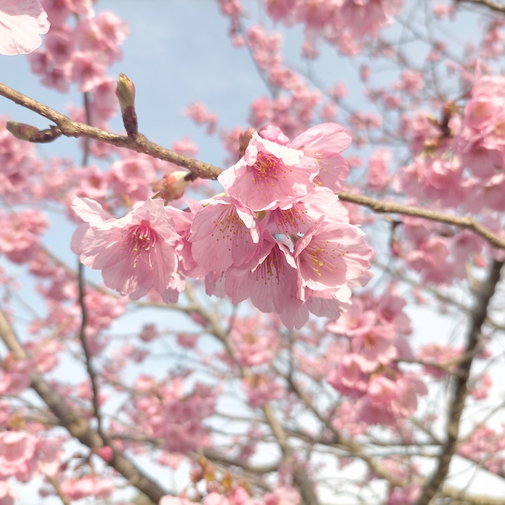 A close up of pink cherry blossom blooms hanging from a branch
